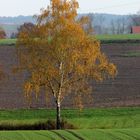 im Herbst geht schon die Saat für das nächste Jahr auf......