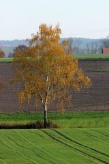 im Herbst geht schon die Saat für das nächste Jahr auf......