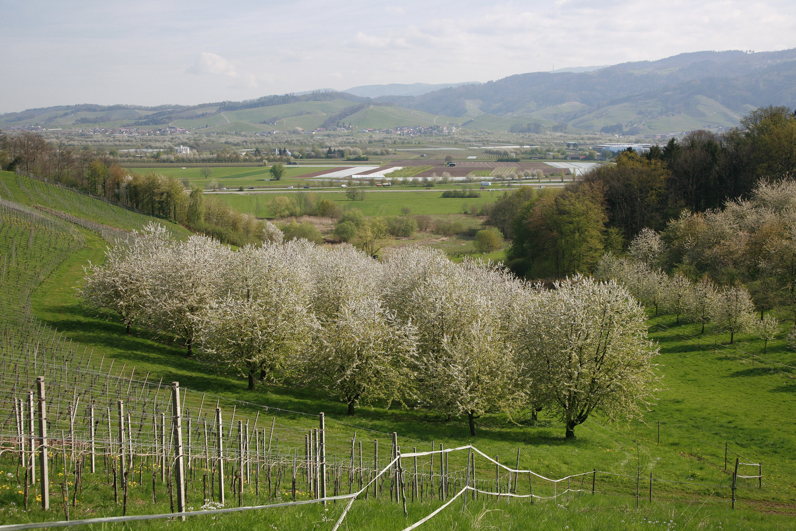 im herbst gelb und im frühling weiß