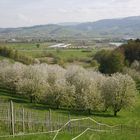 im herbst gelb und im frühling weiß