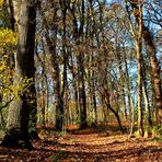 im Herbst im kleinen Wald ...