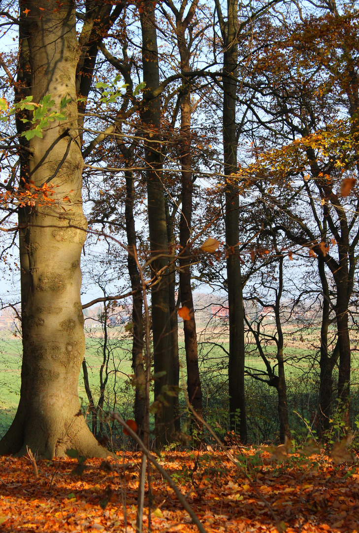 im Herbst im kleinen Wald .....