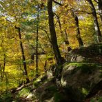 Im Herbst im Wald