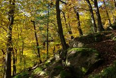 Im Herbst im Wald