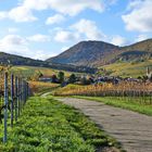 im Herbst in der Pfalz