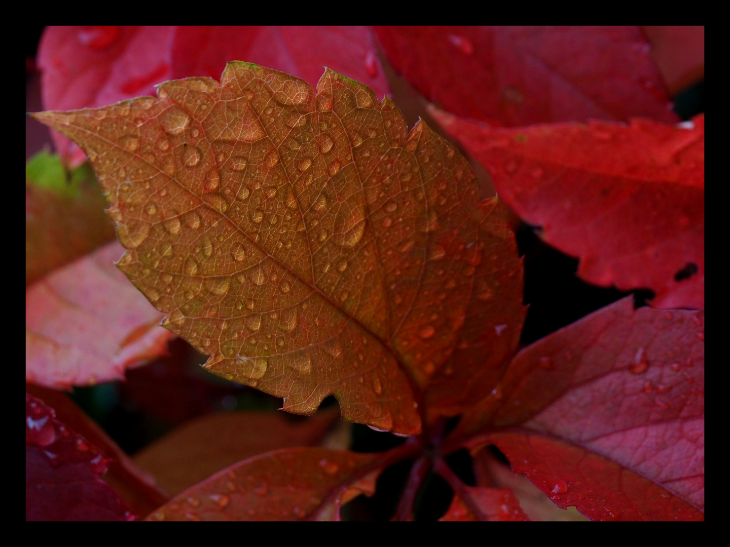 im Herbst nach dem Regen