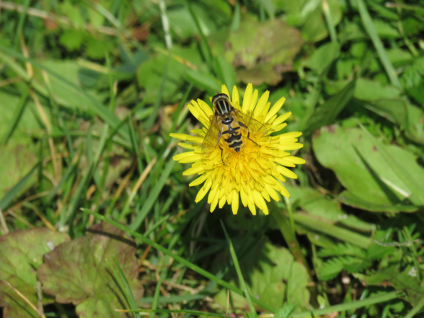 Im Herbst noch mal auf einer Frühlingsblume,