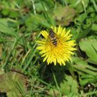 Im Herbst noch mal auf einer Frühlingsblume,