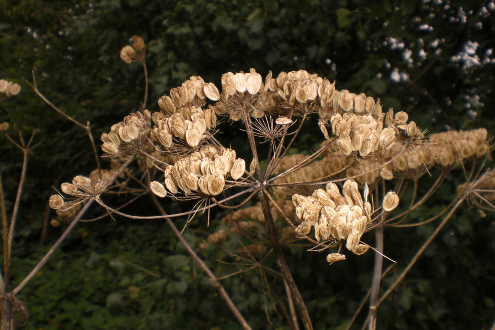 Im Herbst noch schöner