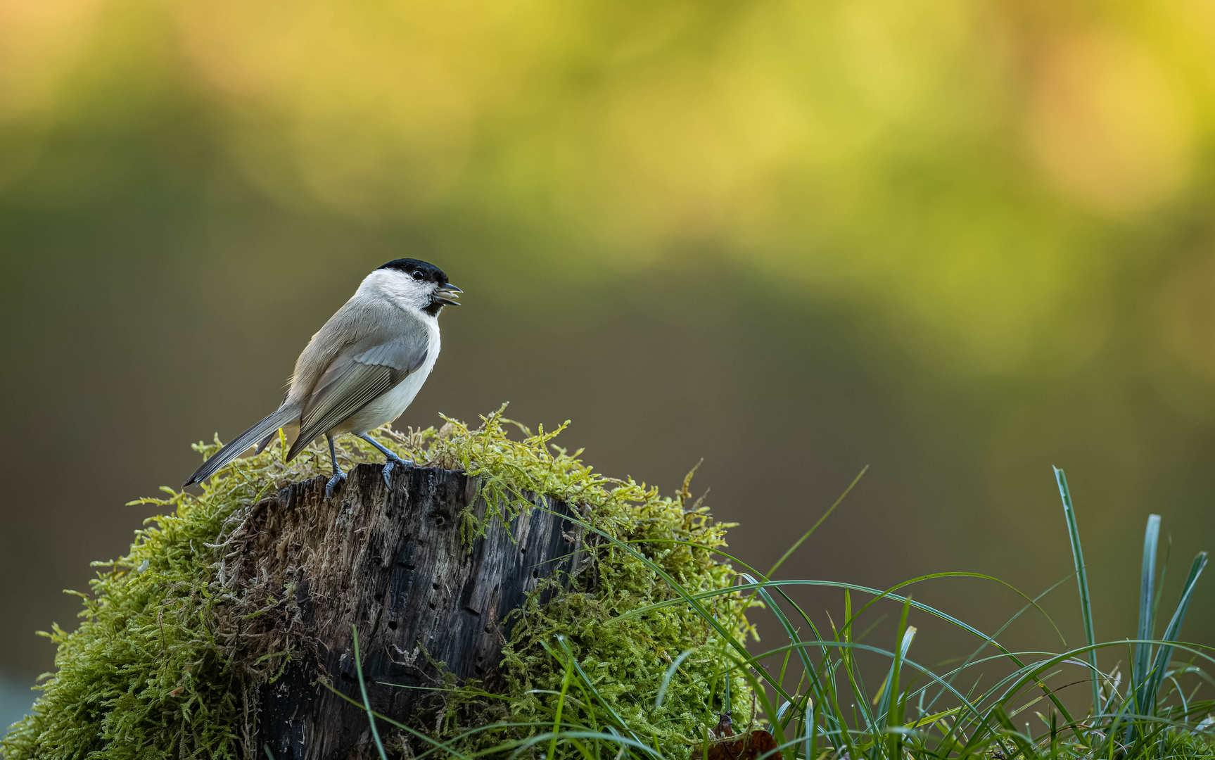 Im Herbst nochmal das Bäuchlein füllen