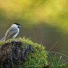 Im Herbst nochmal das Bäuchlein füllen