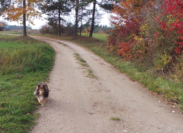 Im Herbst, Tammy war immer mit dabei.... *-*