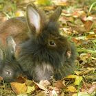 Im Herbst unter Obstbäumen bei den Bartkaninchen 03