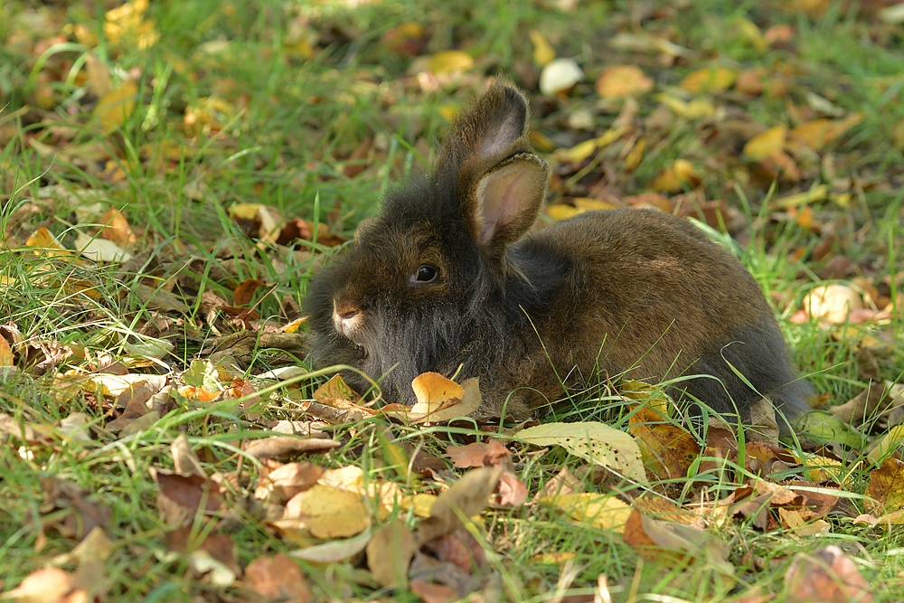 Im Herbst unter Obstbäumen bei den Bartkaninchen 07