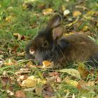 Im Herbst unter Obstbäumen bei den Bartkaninchen 07