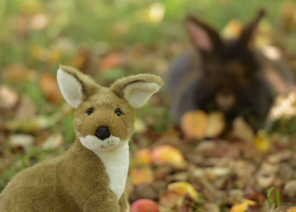 Im Herbst unter Obstbäumen bei den Bartkaninchen und dem Känguru