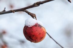 Im Herbst vergessen......