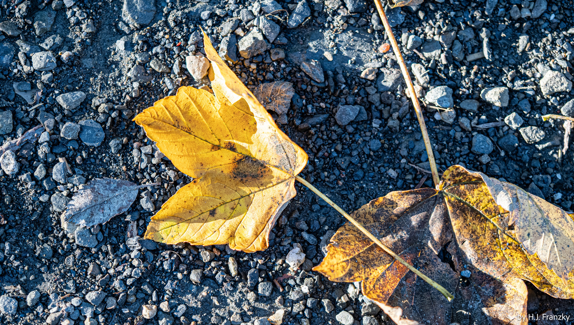 Im Herbst VERLIEREN...