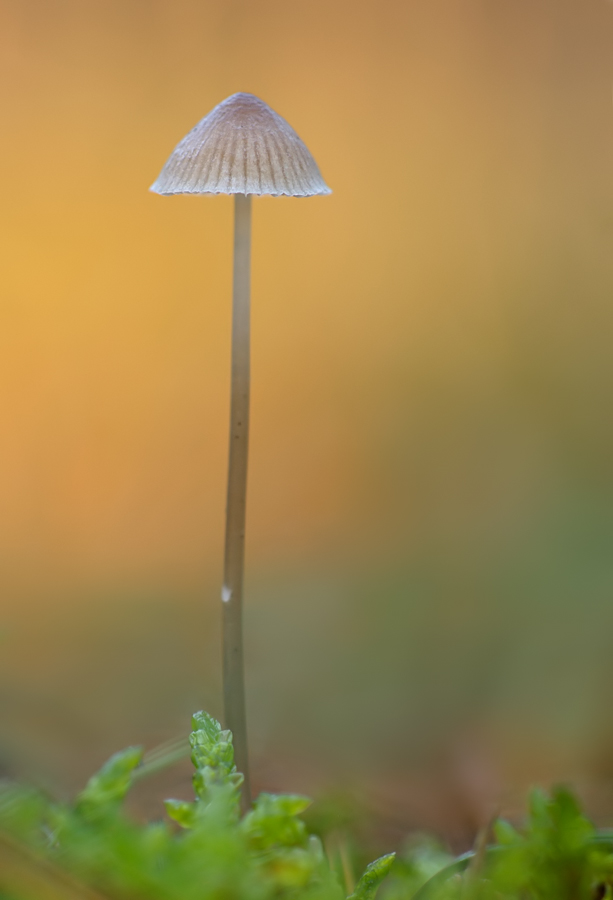 im Herbst wald