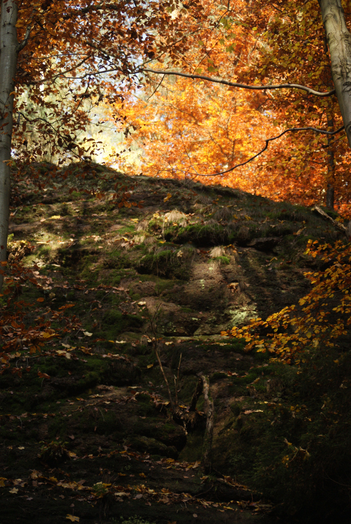 Im Herbst Wald 