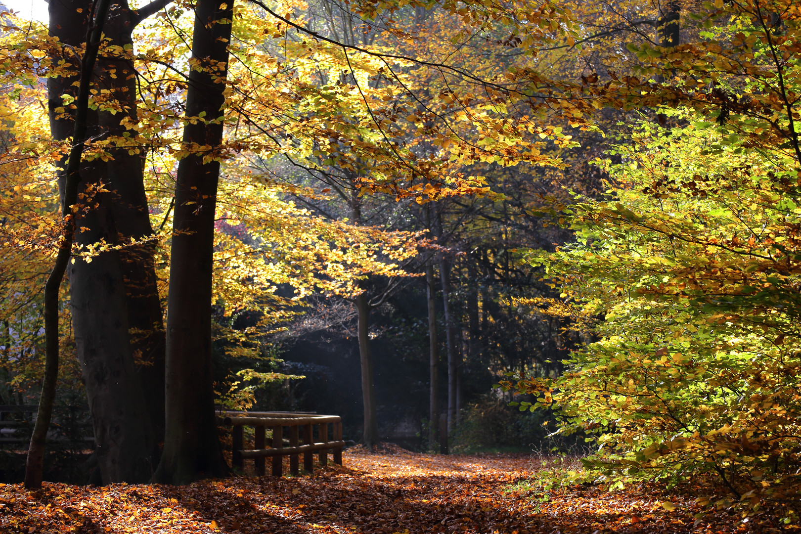 Im Herbst-Wald