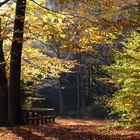 Im Herbst-Wald