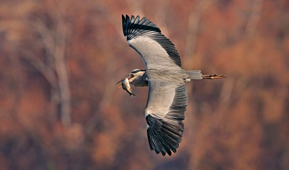 IM HERBST WENN DIE FISCHE TIEF FLIEGEN