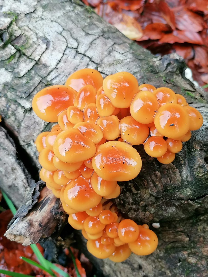 Im Herbst, wenn die Natur überschwänglich ist