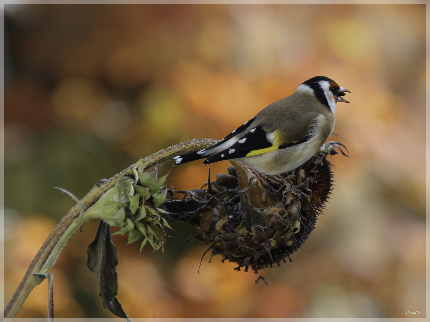 Im Herbst werden die Besucher größer