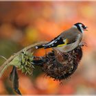 Im Herbst werden die Besucher größer