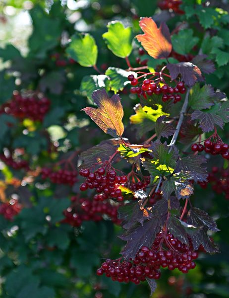 Im Herbst wird alles reif