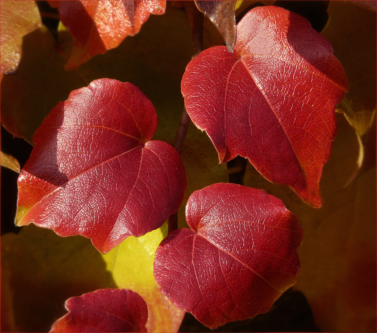 Im Herbst wird jedes Blatt zur Blüte -