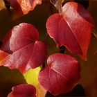 Im Herbst wird jedes Blatt zur Blüte -