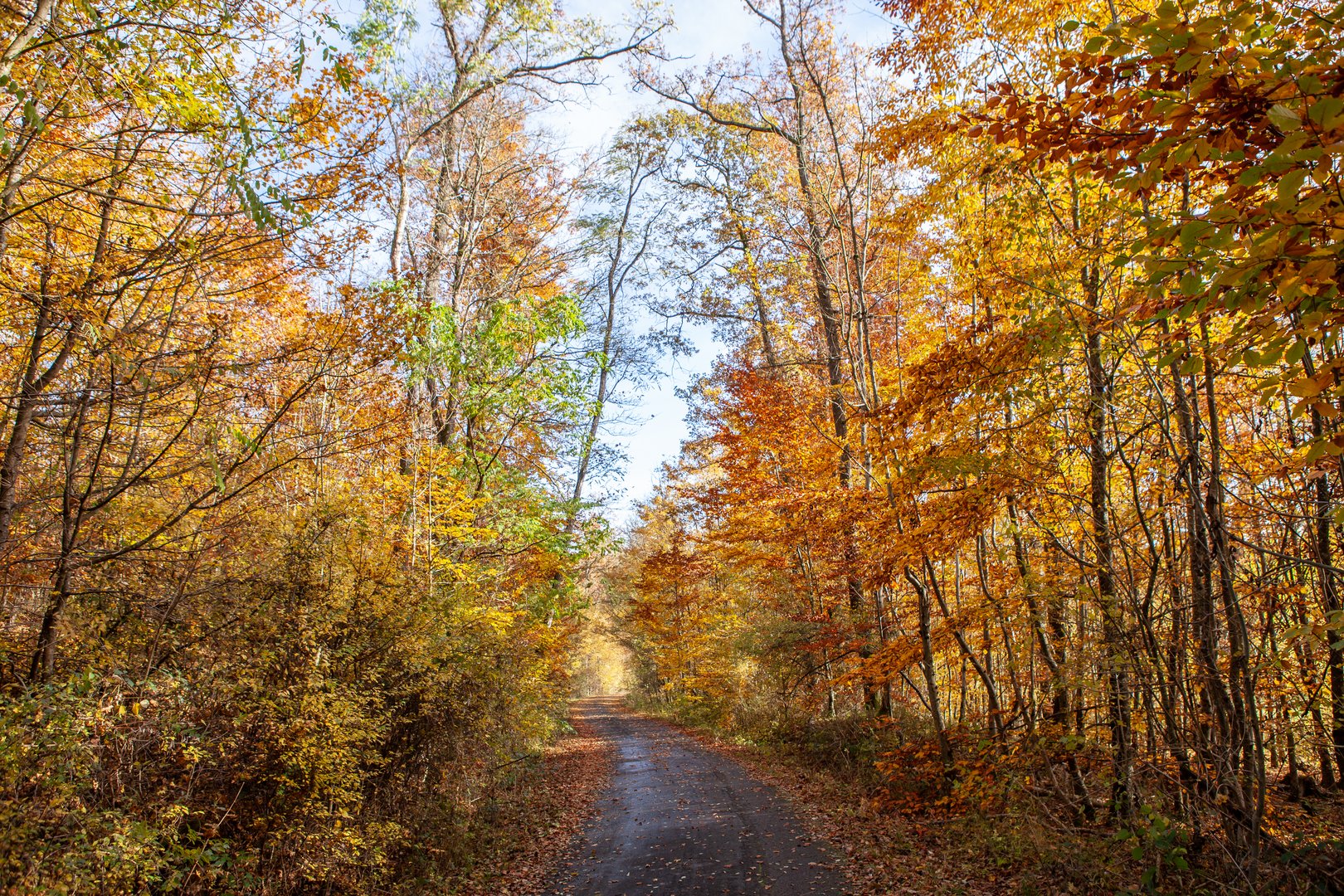 Im Herbstfarbenrausch