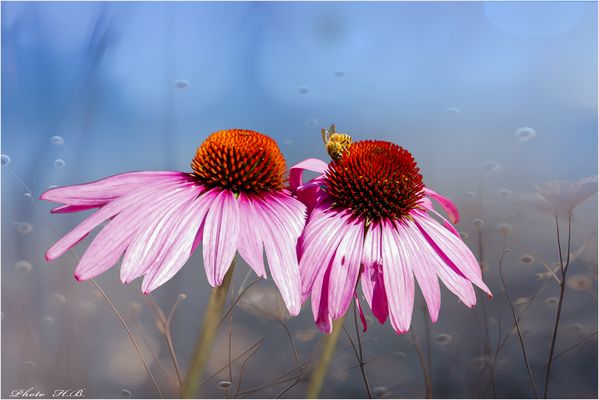 Im Herbstgarten - Besuch bei den Sonnenhüten