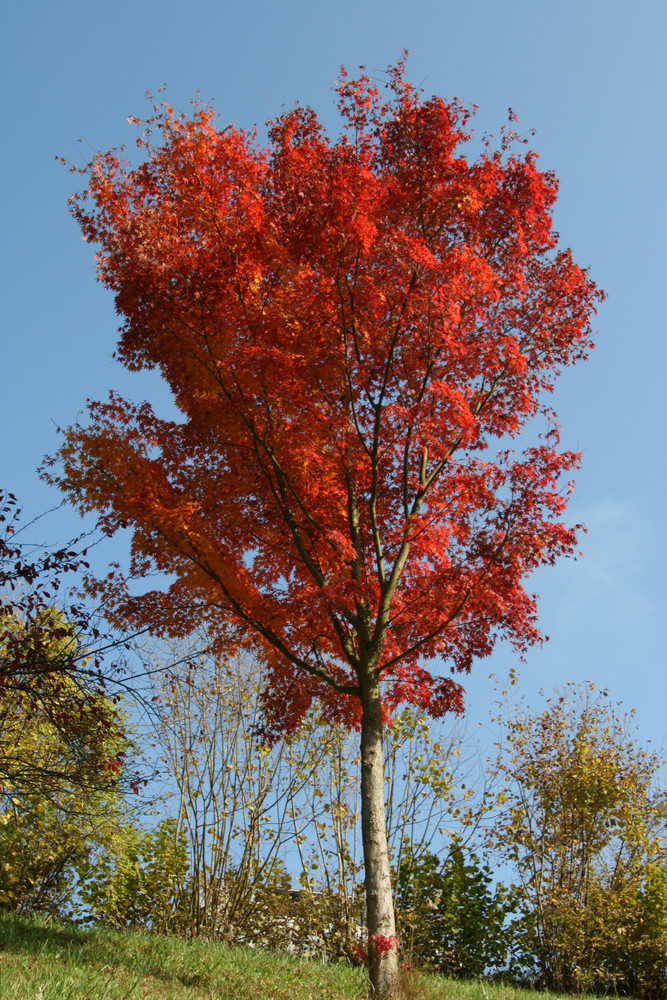 im Herbstkleid