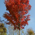 im Herbstkleid