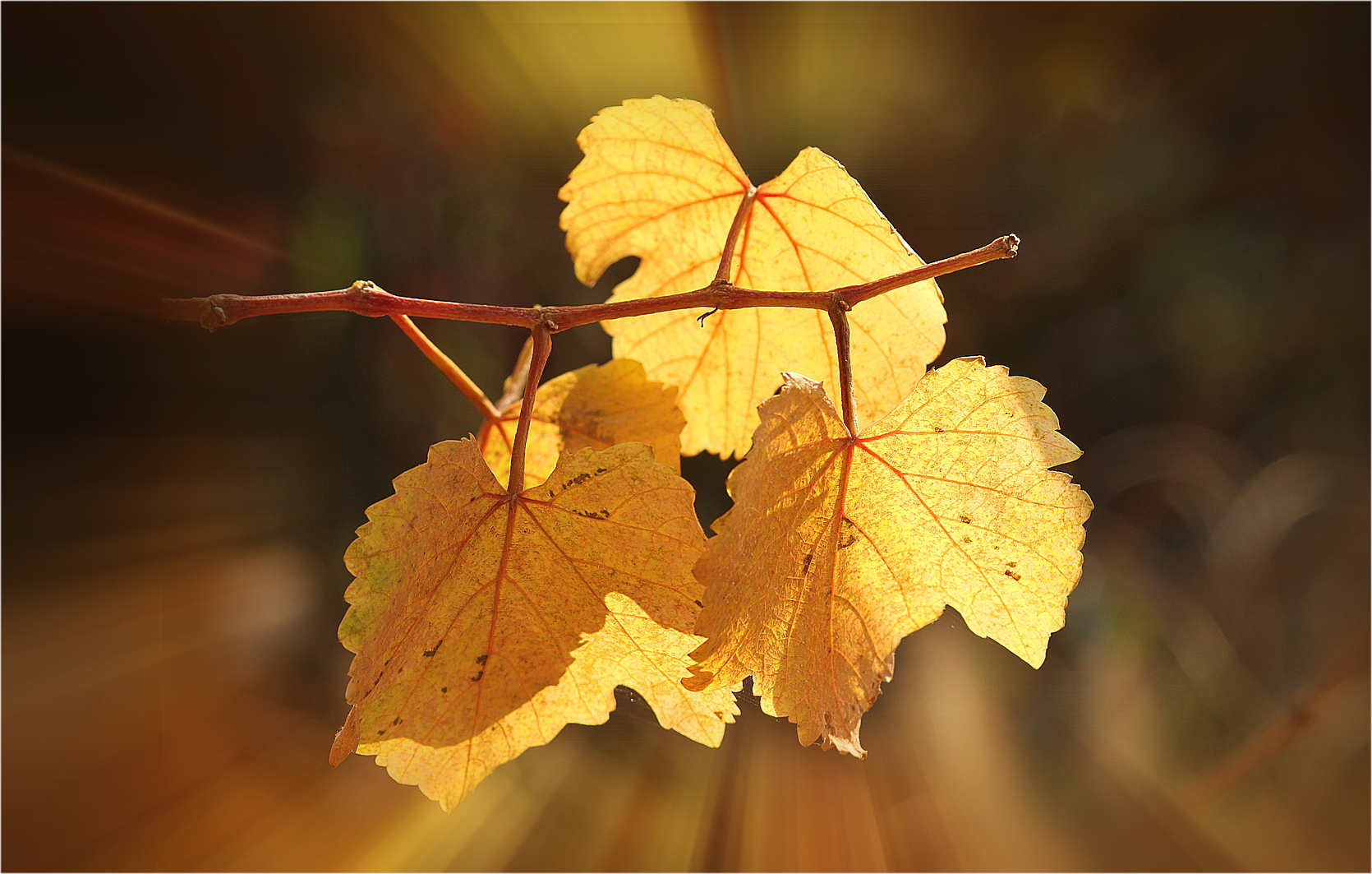 ****Im Herbstkleid****