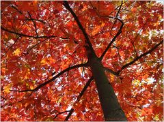 im Herbstkleid...