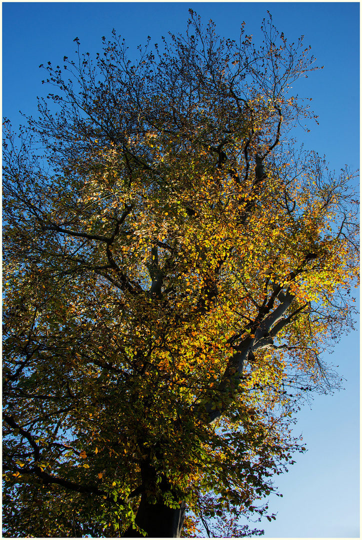 Im Herbstkleid