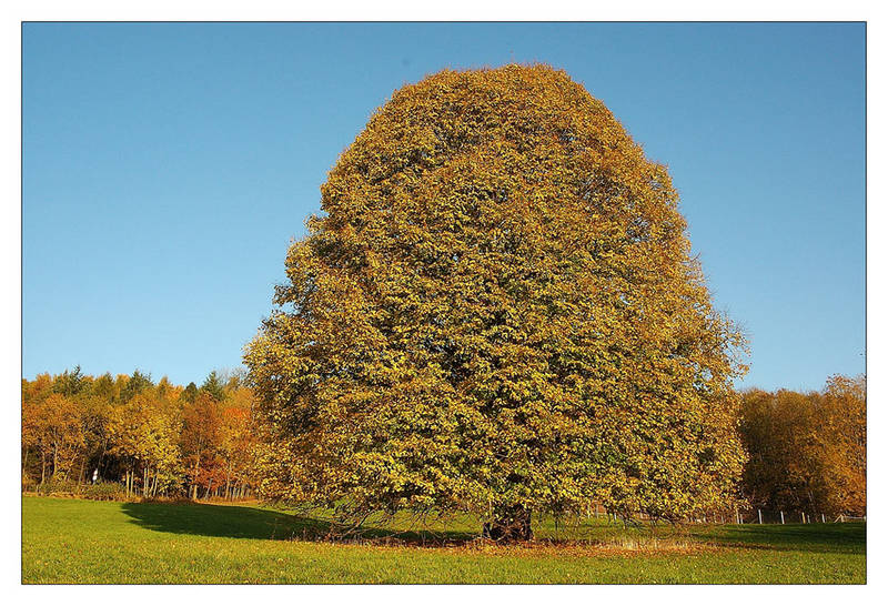 im Herbstkleid