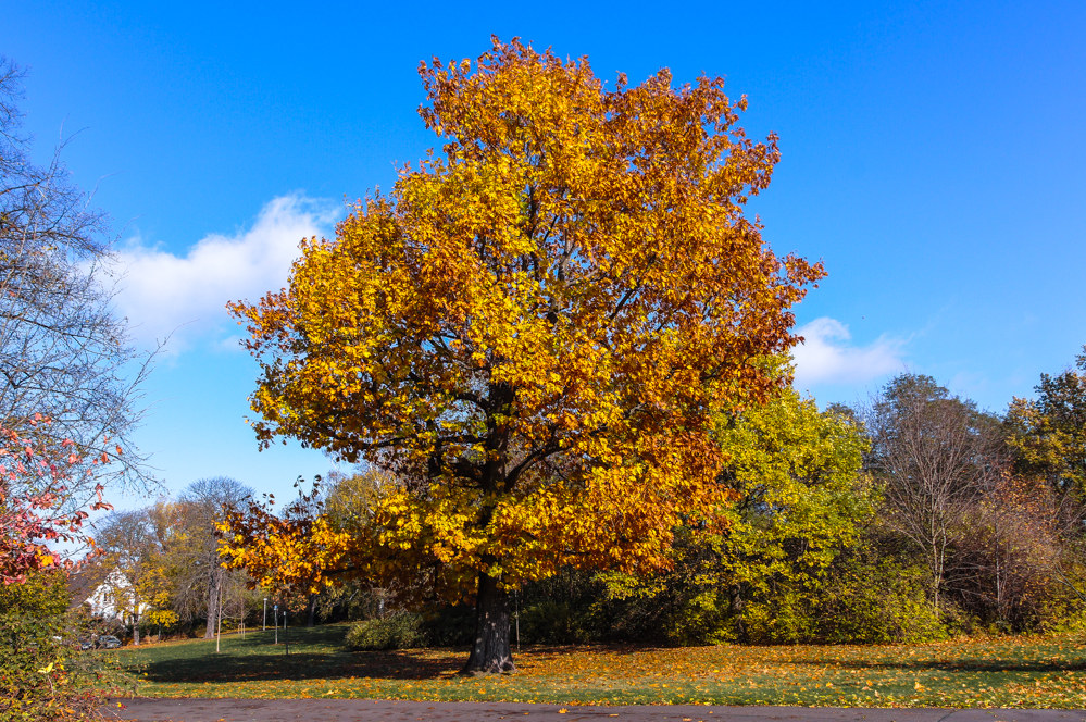 Im Herbstkleid