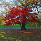 Im Herbstkleid