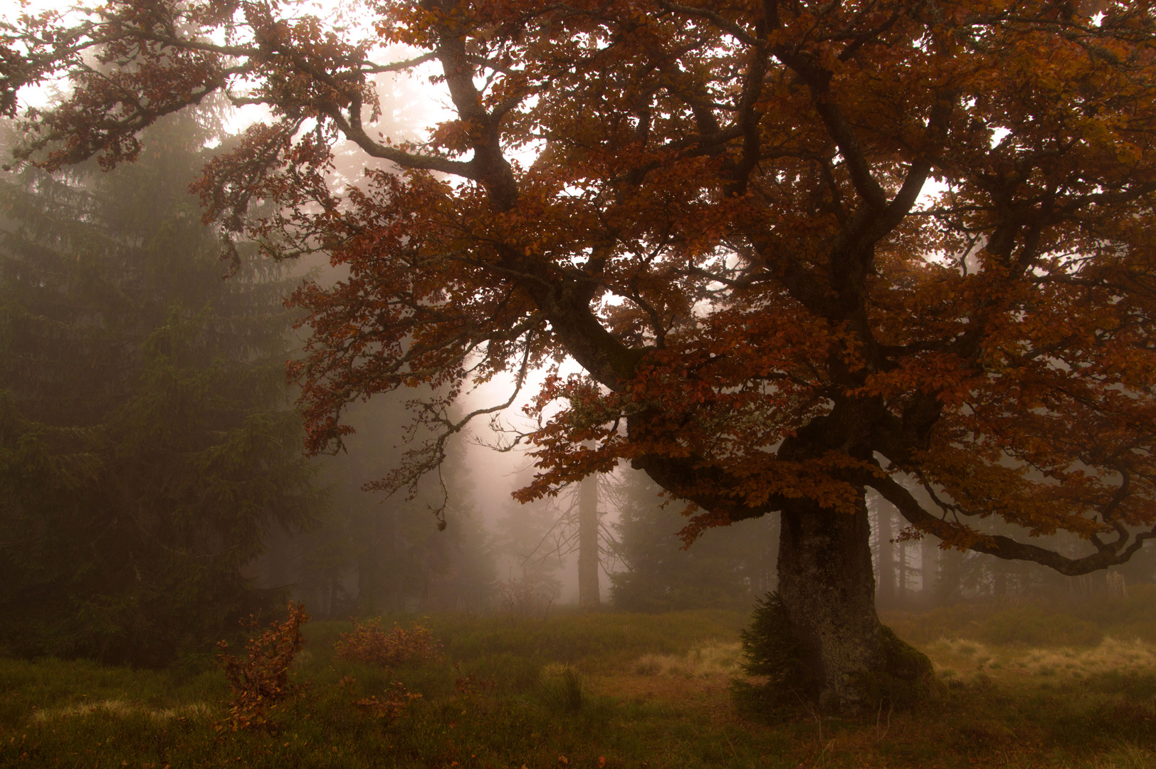 im Herbstkleid