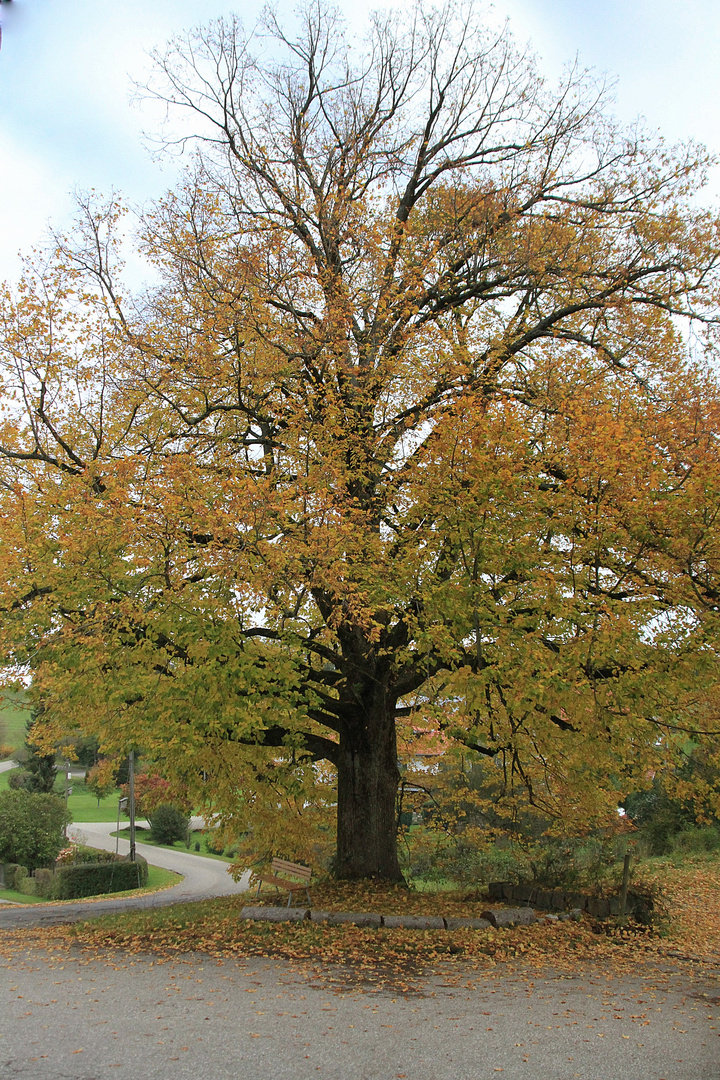 Im Herbstkleid