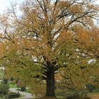 Im Herbstkleid