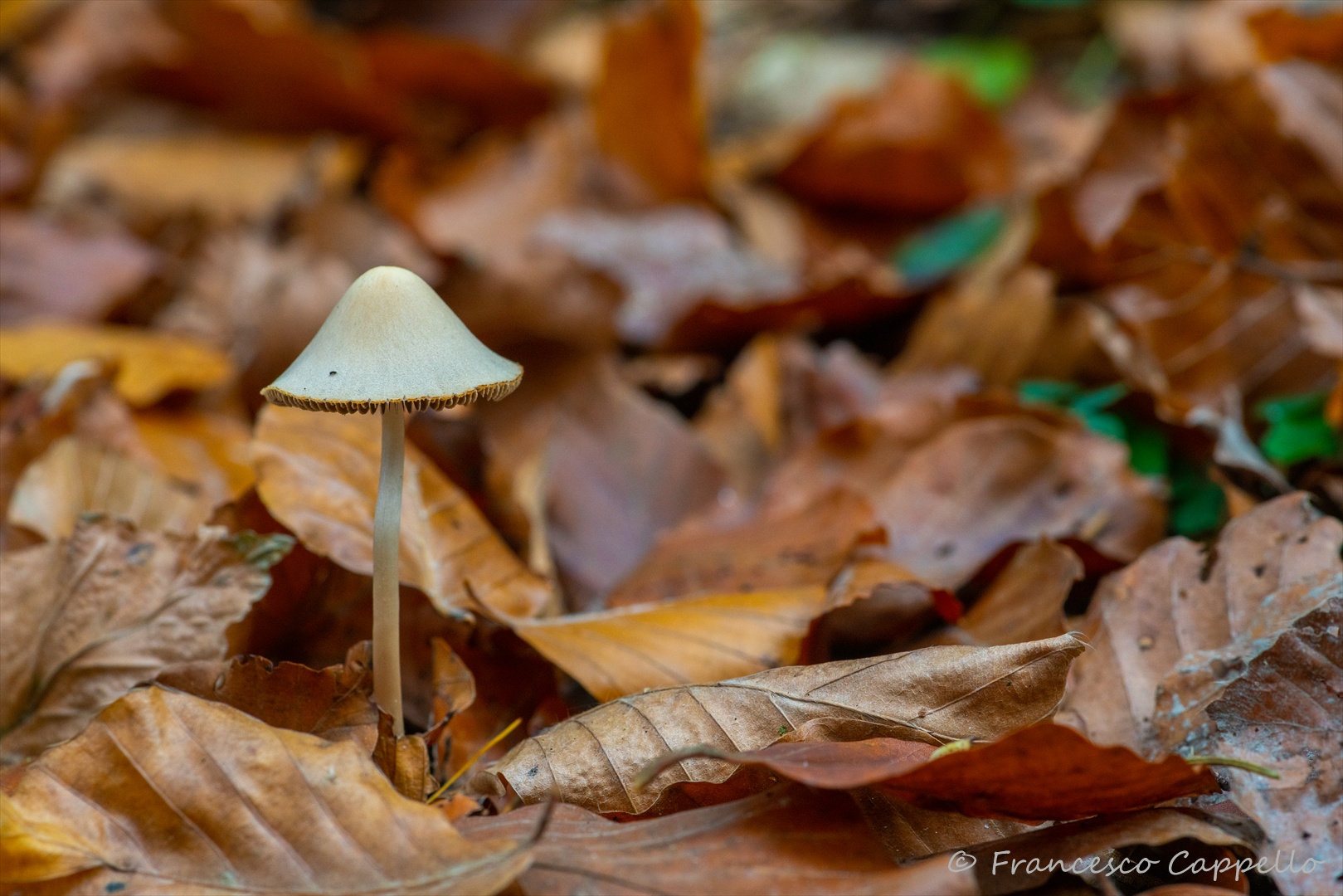 im Herbstlaub (1)