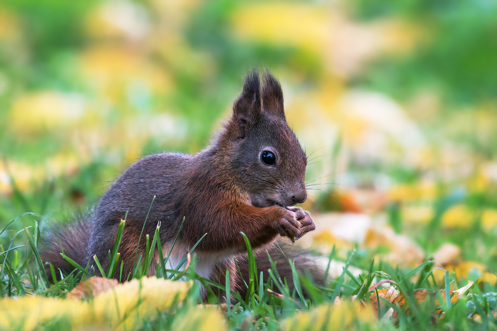 Im Herbstlaub