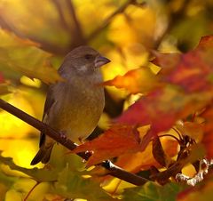 Im Herbstlaub