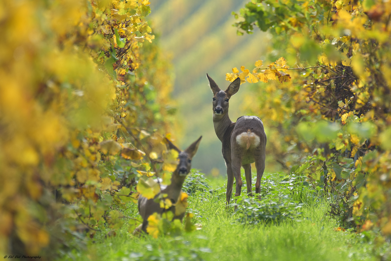 im Herbstlaub